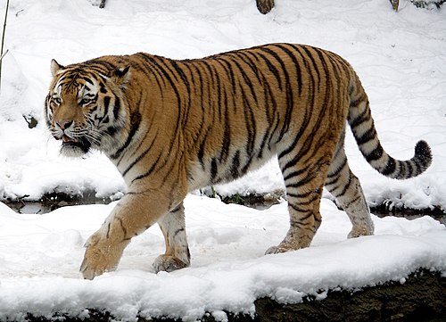 Amur tiger